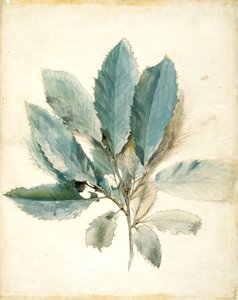 Listy kaštanovníku od John Ruskin