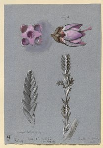 Four Studies of Ling, pravděpodobně 14. září 1869 od John Ruskin