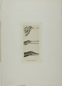 Hlavy kachny pilovité a dvou krokodýlů od John Ruskin