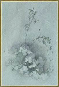 Toadflax Ivy-Leaved "Oxford Ivy", 1852 od John Ruskin