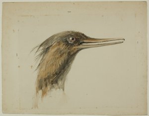 Merganser od John Ruskin