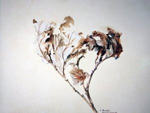 Studie dubových listů od John Ruskin