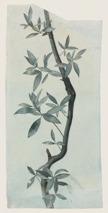 Study of Willow Leaves, c.1857 (tužka a akvarel na papíře) od John Ruskin