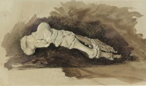 Kosti ženské lidské nohy (tužka s wc a tělovou barvou na papíře) od John Ruskin