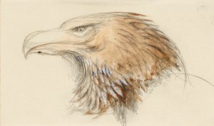 Hlava obyčejného orla skalního, ze života, 8. - 11. září 1870. od John Ruskin