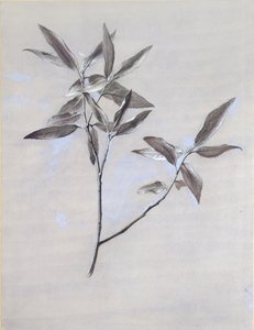 Pod povrchem sušeného olivového spreje, shromážděného ve Veroně po roce 1878 od John Ruskin