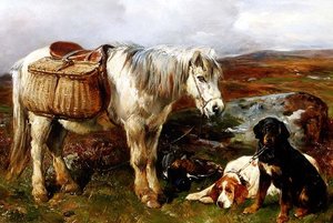 Highland Pony se psy