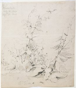 Studie plevelů, Kirkstall od John Sell Cotman