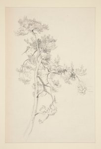 Strom a listí od John Singer Sargent