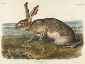 Zajíc texaský, 1848 (ručně kolorovaná litografie na vliesovém papíře)