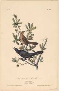 Loď-sledoval Grackle od John T. Bowen, after John James Audubon