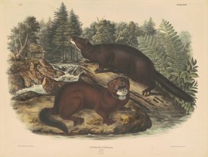Norek od John T. Bowen, after John James Audubon