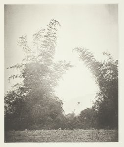 Bambusy tolik krabic, farmy od John Thomson