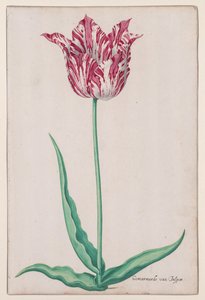 Studie tulipánu (Jasper Marbled) od John Thomson