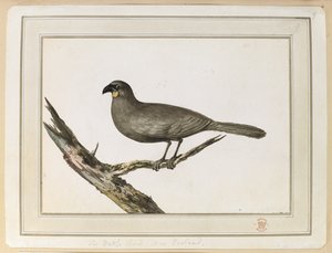 Kresba ptáka Wattle; uskutečněné během návštěvy Nového Zélandu mezi 12. a 25. únorem 1777 při třetí cestě kapitána Cooka. od John Webber