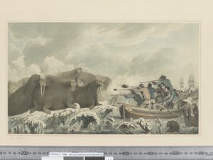 F.32 Sea Horses, cca 1773-1784 (akvarel) od John Webber