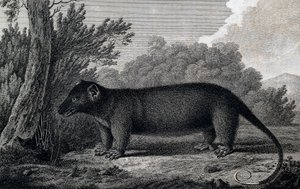 Vačice, rytina po kresbě Johna Webbera (1750-1793) vytvořená během třetí cesty Jamese Cooka od John Webber