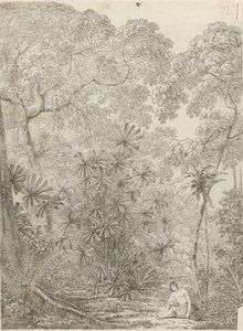 Fan Palm of Krakatoa od John Webber