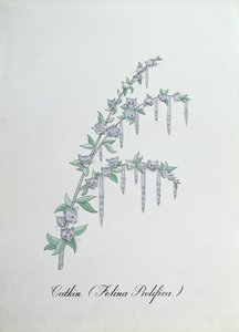 Catkin (Felina Prolifica.), ilustrace z 
