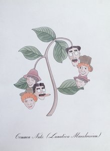 Běžné ořechy. (Lunatica Marxbrosium), ilustrace z 
