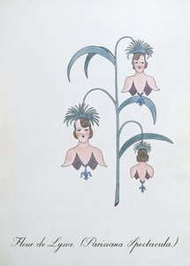 Fleur de Lysia (Parisiana Spectacula.), ilustrace z 