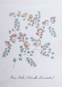Hair-Belles (Marcella Luxuriantia), ilustrace z 