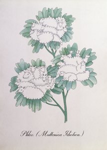 Flox. (Muttonica Idiotica), ilustrace z 
