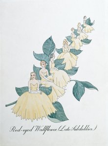 Červenooký Wallflower (Late Subdebbia), ilustrace z 