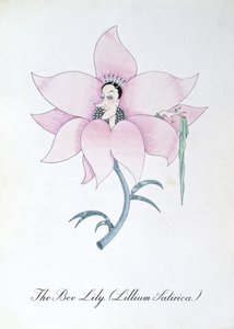 Včelí lilie (Lilium Satirical.), ilustrace z 