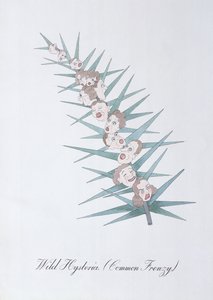 Wild Hysteria (Common Frenzy.), ilustrace z 