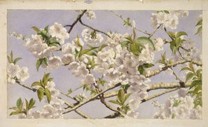 Apple Blossoms, c.1874 (wc na papíře)