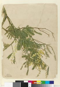 Acacia, 1805 (wc, pero, inkoust a tužka) od John William Lewin