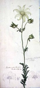 Flanel květ, actinotus helianthe labill od John William Lewin