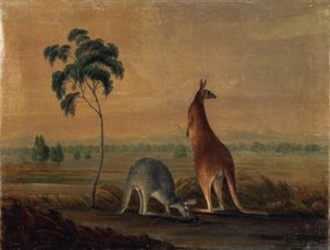 Klokani v krajině, c.1819 od John William Lewin