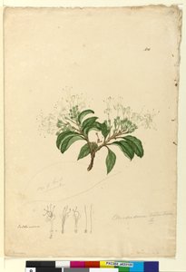 Page 100. Clerodendrum tomentosum, c.1803-06 (wc, pen, ink and pencil) od John William Lewin