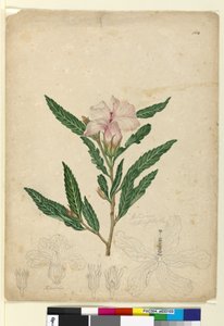Strana 104. Hibiscus heterophyllus, asi 1803-06 (čb, pero, tuš a tužka) od John William Lewin