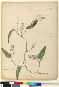 Strana 107. Glycine bimaculataGlycine tabacina?, c.1803-06 (wc, pero, inkoust a tužka) od John William Lewin