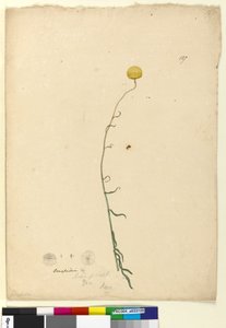 Strana 127. Craspedia, c.1803-06 (wc, pero, inkoust a tužka) od John William Lewin