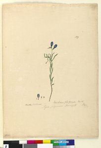 Strana 129. Ionidium filiforme, c.1803-06 (wc, pero, inkoust a tužka) od John William Lewin