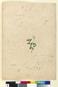 Strana 131. Lobelia purpurascens, c.1803-06 (wc, pero, inkoust a tužka) od John William Lewin