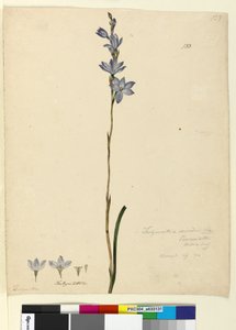 Strana 133. Thelymitra ixioides, c.1803-06 (wc, pero, inkoust a tužka) od John William Lewin