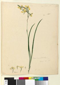 Strana 135. Diuris maculata, c.1803-06 (wc, pero, inkoust a tužka) od John William Lewin
