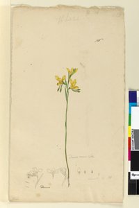 Strana 136. Diuris aurea, c.1803-06 (wc, pero, inkoust a tužka) od John William Lewin