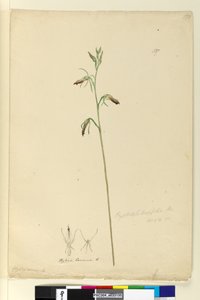 Strana 137. Cryptostylis longifolia, c.1803-06 (wc, pero, inkoust a tužka) od John William Lewin