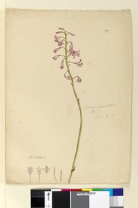 Strana 139. Dipodium punctatum, c.1803-06 (wc, pero, inkoust a tužka) od John William Lewin