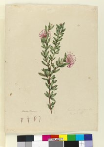 Strana 13. Grevillea punicea, c.1803-06 (wc, pero, inkoust a tužka) od John William Lewin