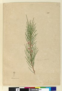 Strana 141. Casuarina strictaAllocasuarina verticillata, c.1803-06 (wc, pero, inkoust a tužka) od John William Lewin