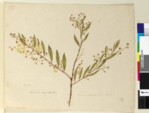 Strana 147. Acacia myrtifolia, c.1803-06 (wc, pero, inkoust a tužka) od John William Lewin