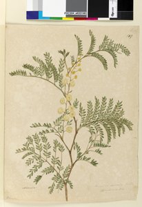 Strana 149. Acacia discolorAcacia terminalis, c.1803-06 (wc, pero, inkoust a tužka) od John William Lewin