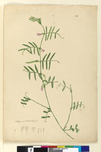 Strana 150. Lathyrus, c.1803-06 (wc, pero, inkoust a tužka) od John William Lewin